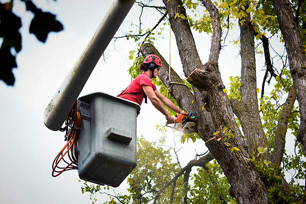 Best Tree and Shrub Care  in Fruitdale, CA